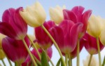 Mãn nhãn với bộ ảnh ấn tượng hoa tulip